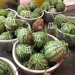 娱乐吃瓜头像